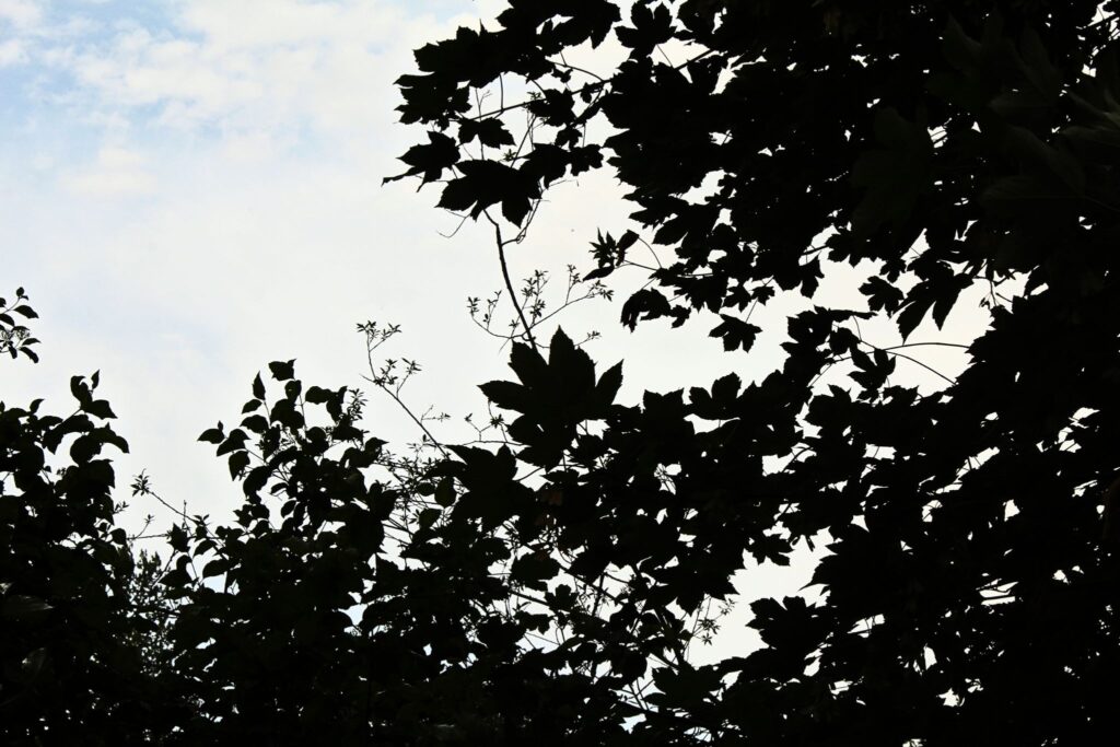 anfaenge-abstrakte-fotografie-pflanzen ein Baumwipfel mit dunklen BLättern und blauem Himmel, Bild von echoes in detail